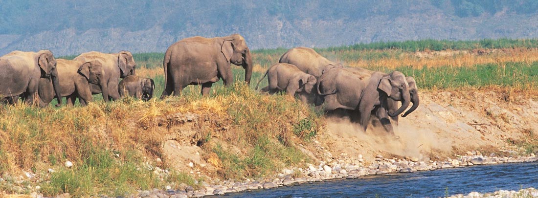 About Corbett, Jim Corbett Tiger Reserve.