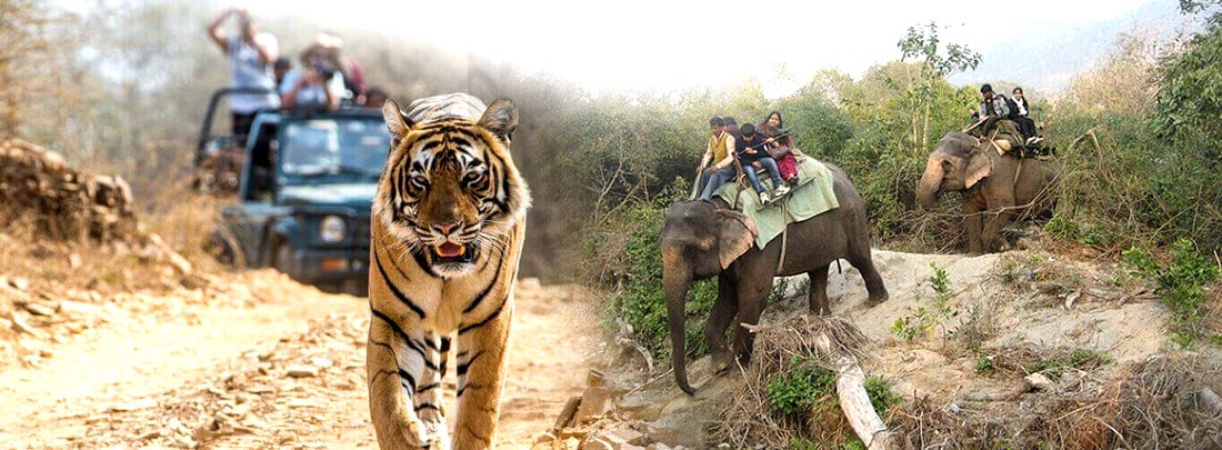 Wildlife Safari, Jim Corbett Tiger Reserve.