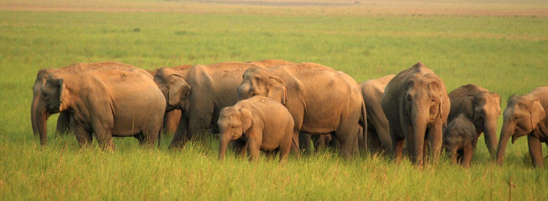 Dhikala 1N 2D Tour, Jim Corbett Tiger Reserve.