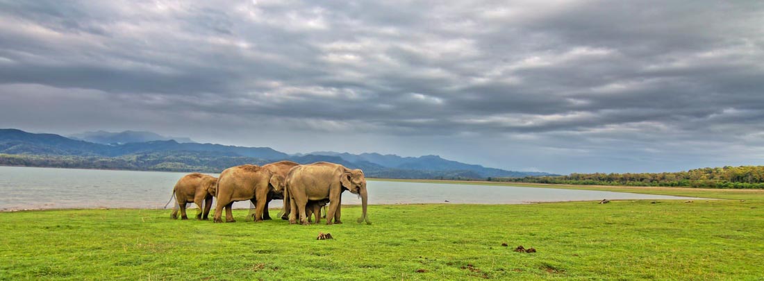Elephant Safari, Jim Corbett Tiger Reserve.   Elephant Safari, Jim Corbett Tiger Reserve.